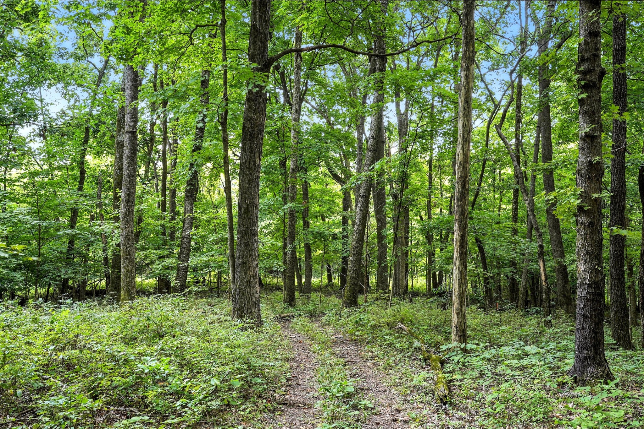 10515 Paw Paw Springs Rd Property Photo 5