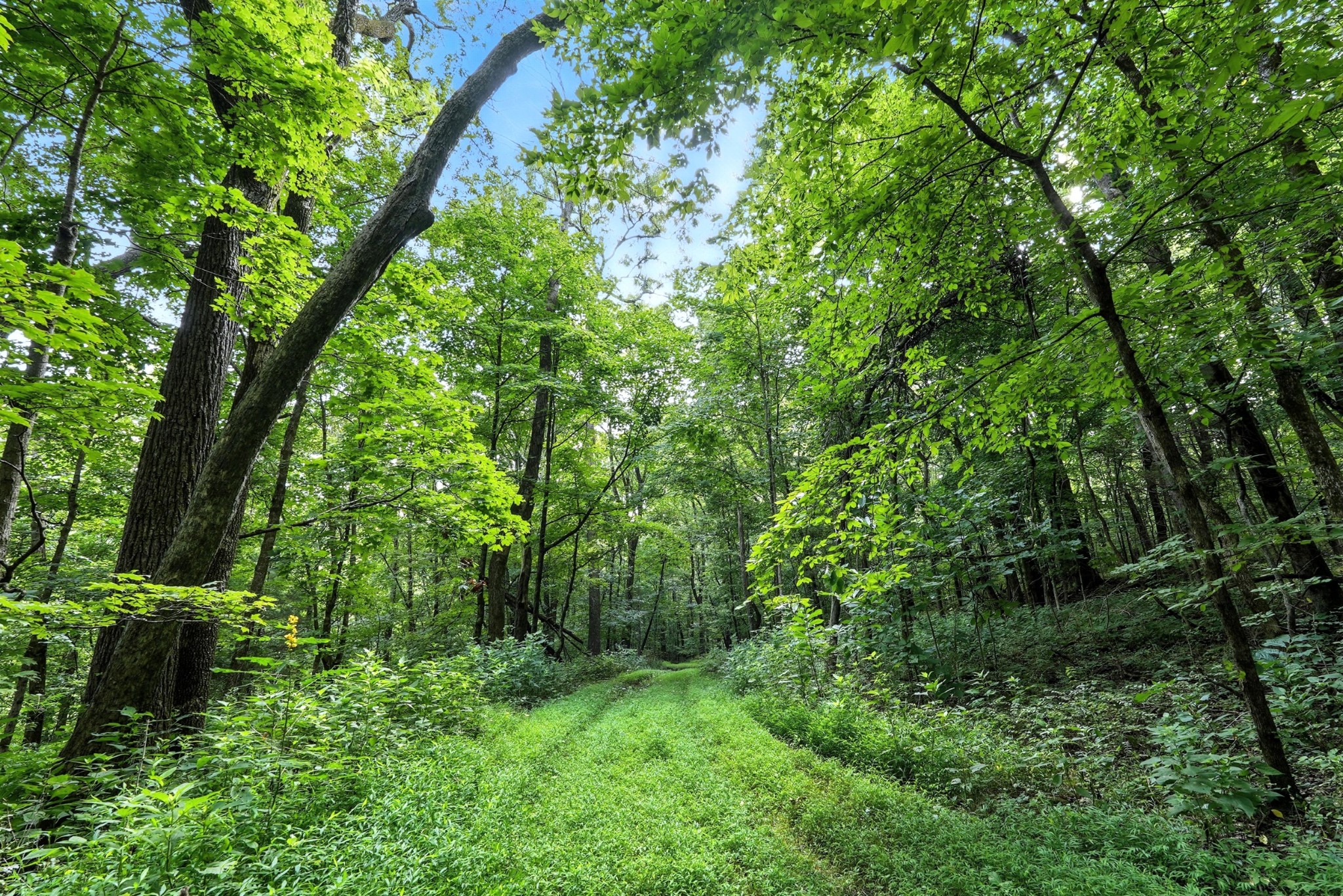 10515 Paw Paw Springs Rd Property Photo 11