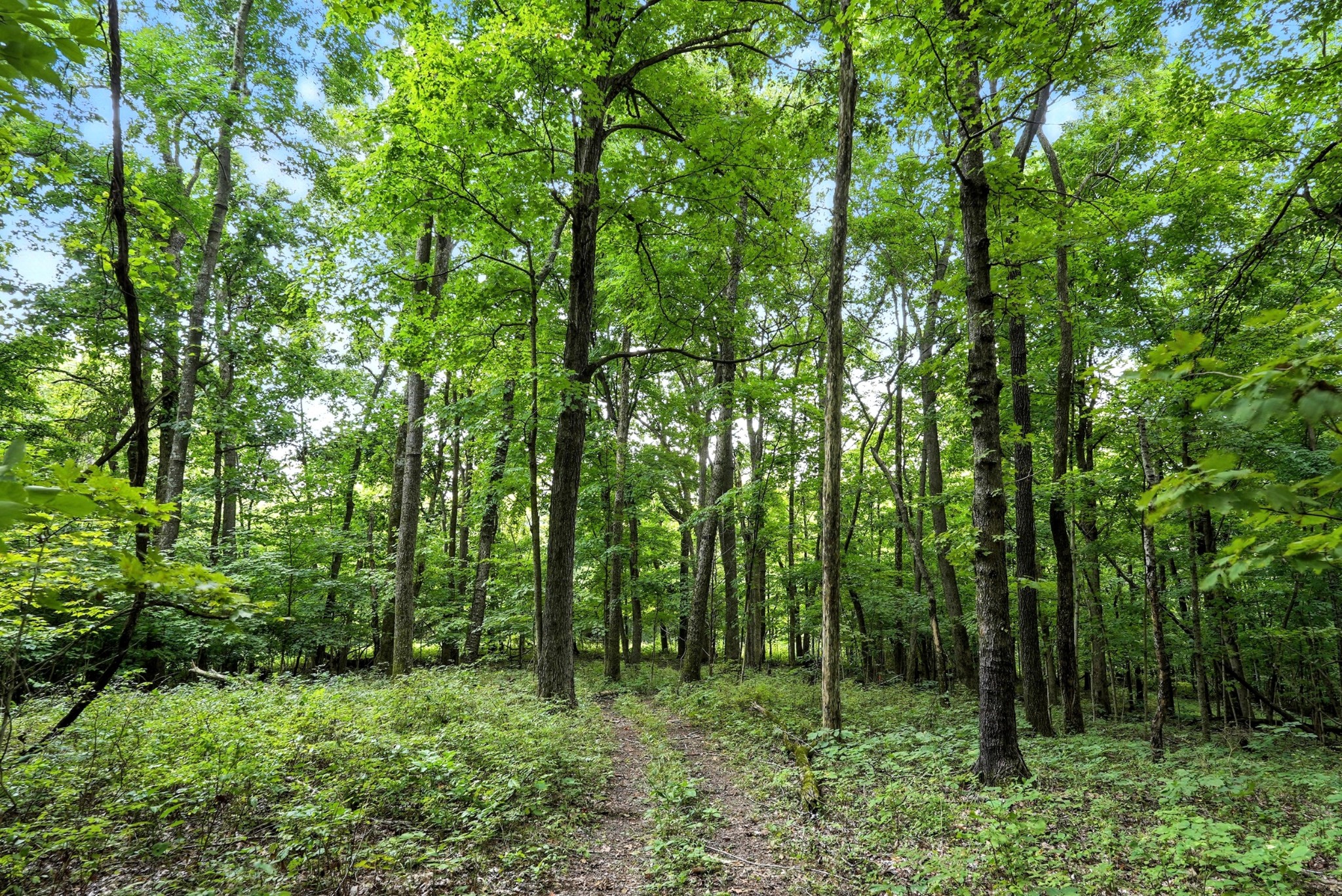 10515 Paw Paw Springs Rd Property Photo 19