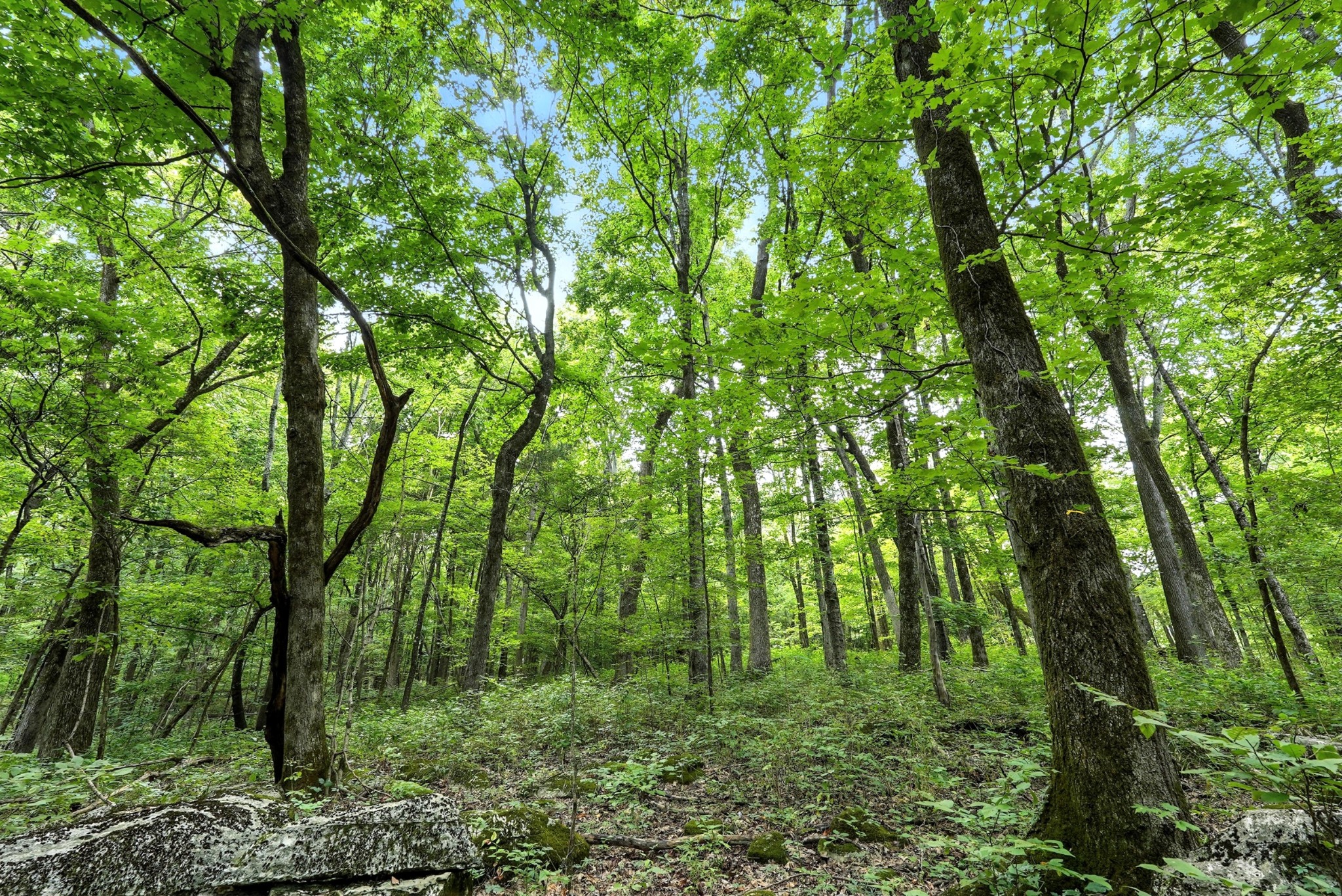 10515 Paw Paw Springs Rd Property Photo 26