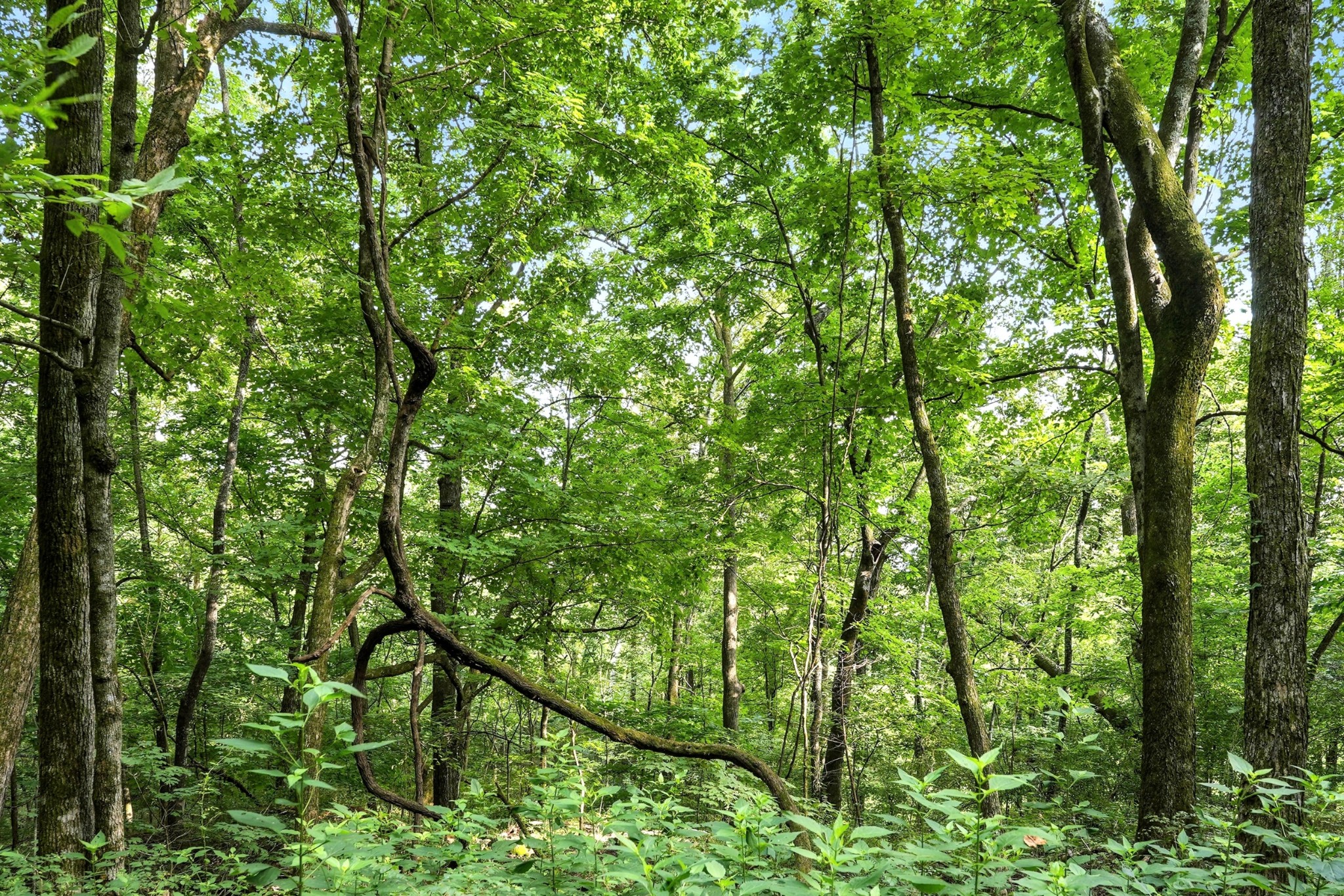 10515 Paw Paw Springs Rd Property Photo 35