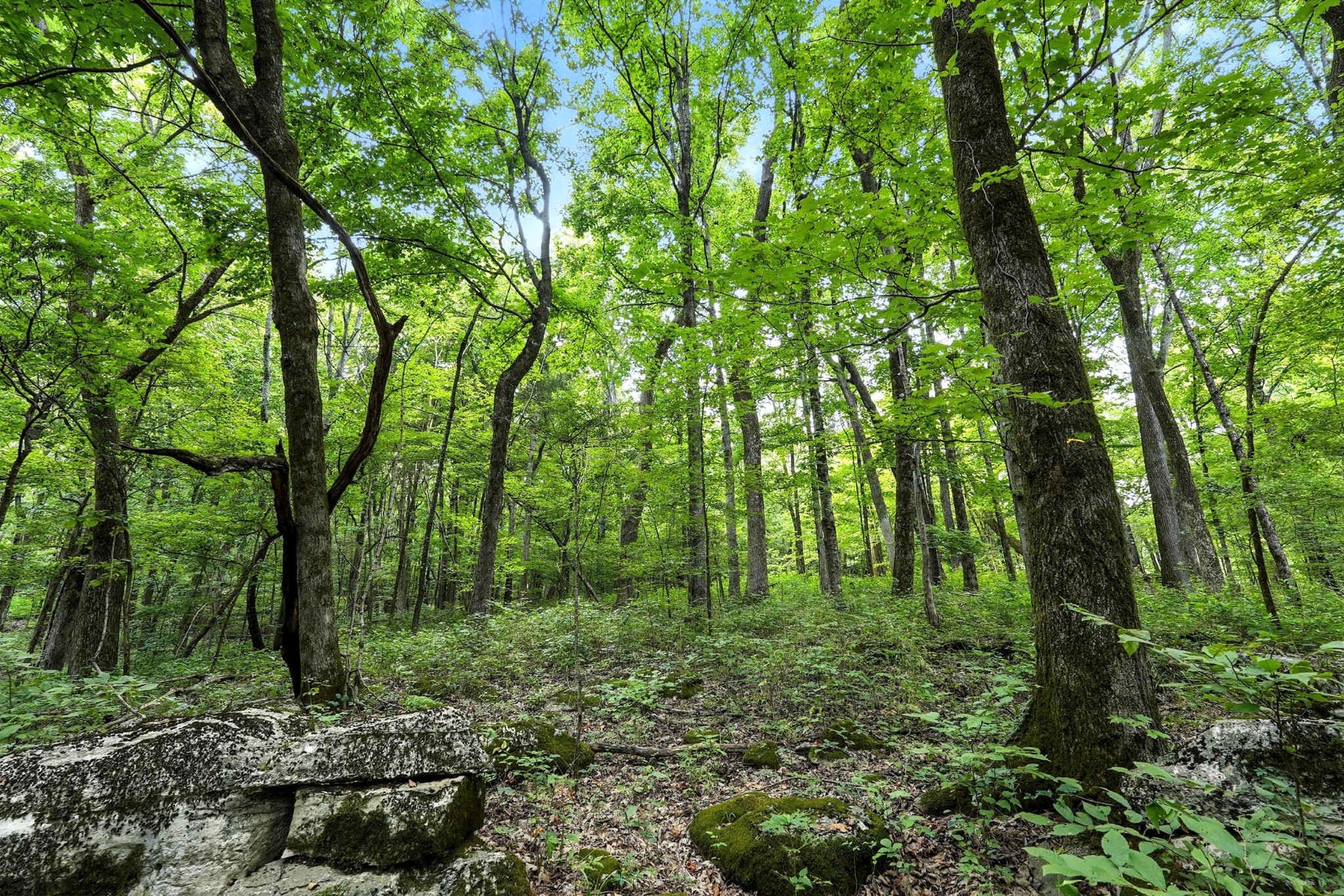 10515 Paw Paw Springs Rd Property Photo 39