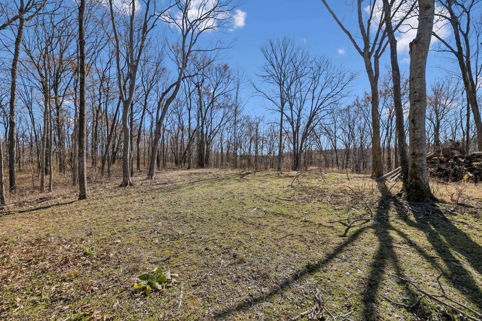 8771 Dog Branch Rd Property Photo 14