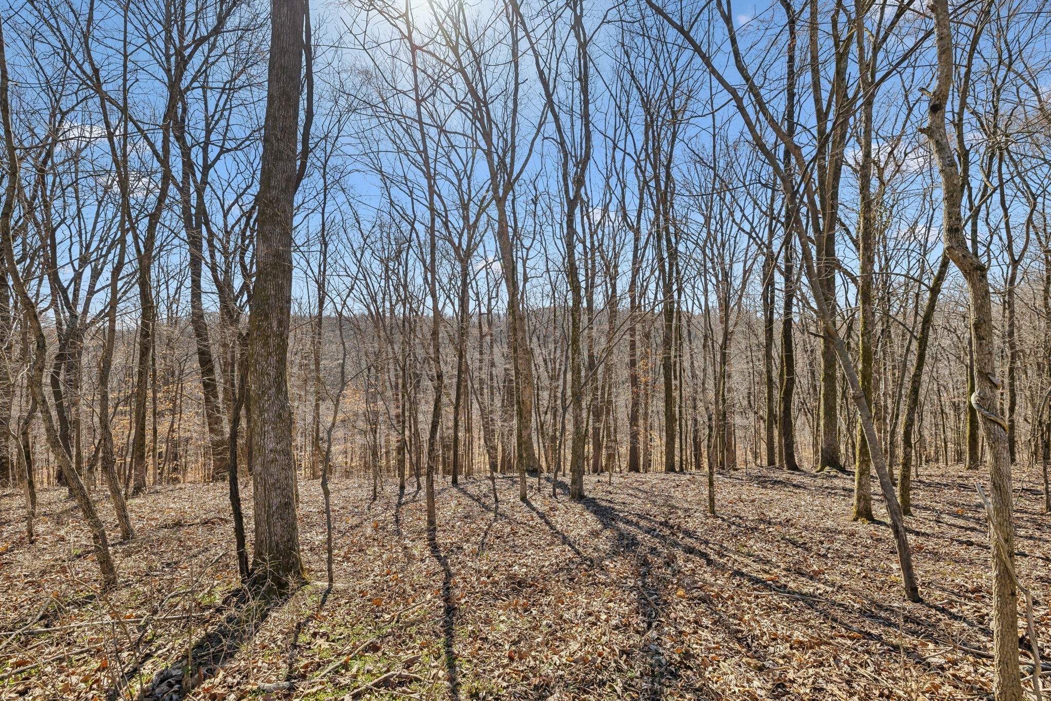 8771 Dog Branch Rd Property Photo 21