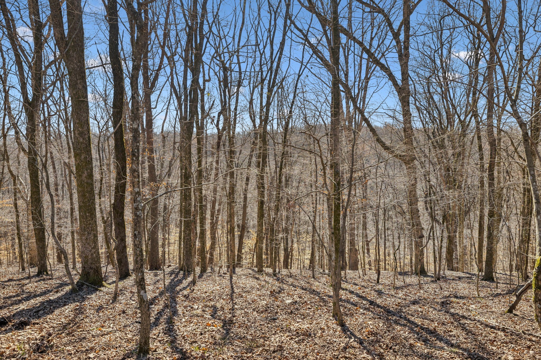 8771 Dog Branch Rd Property Photo 22