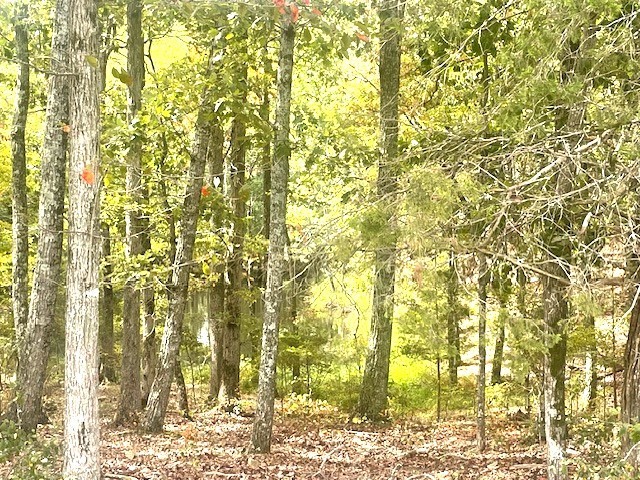 0 Halls Creek Road Property Photo 6