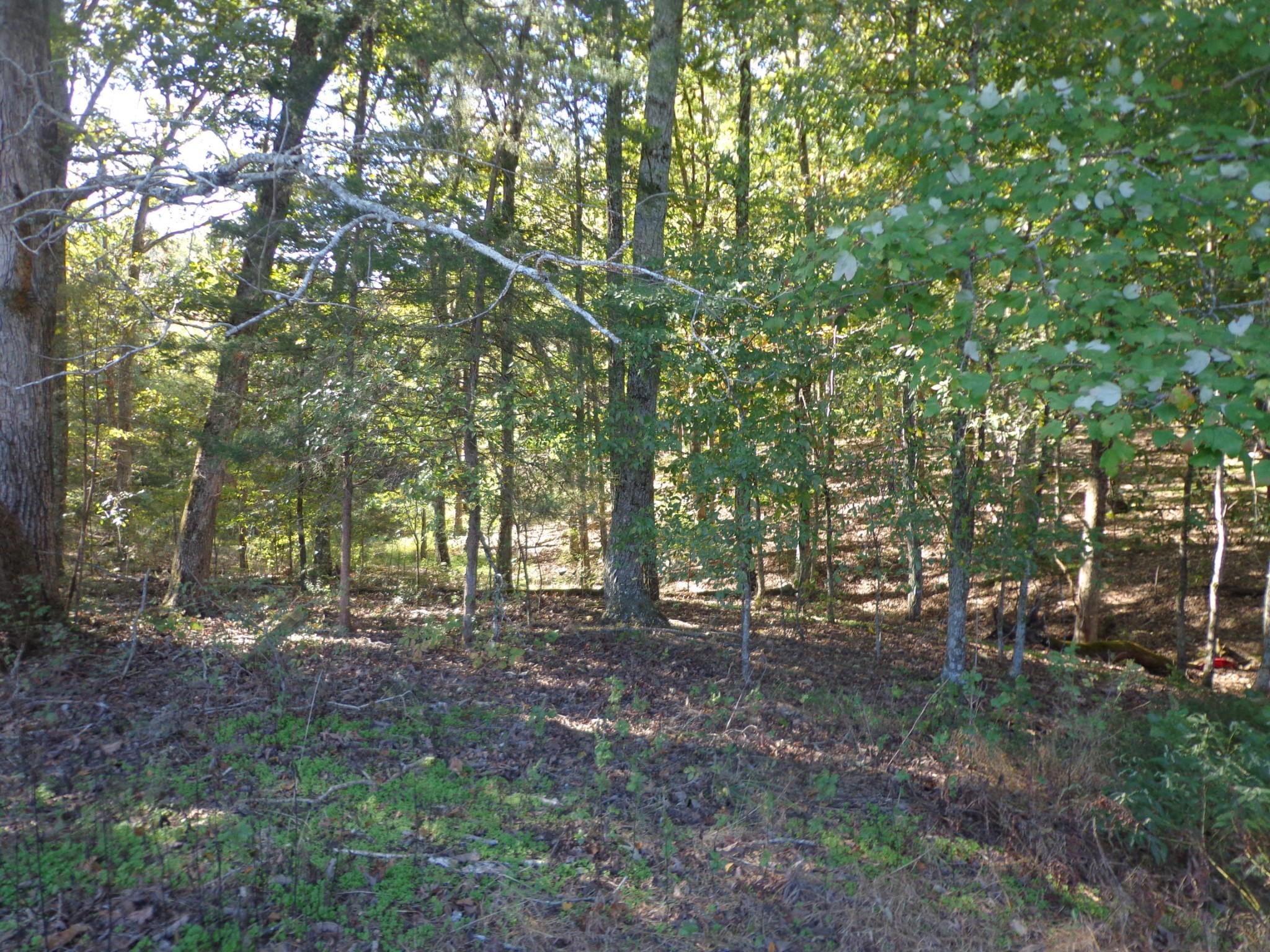 0 Halls Creek Road Property Photo 11