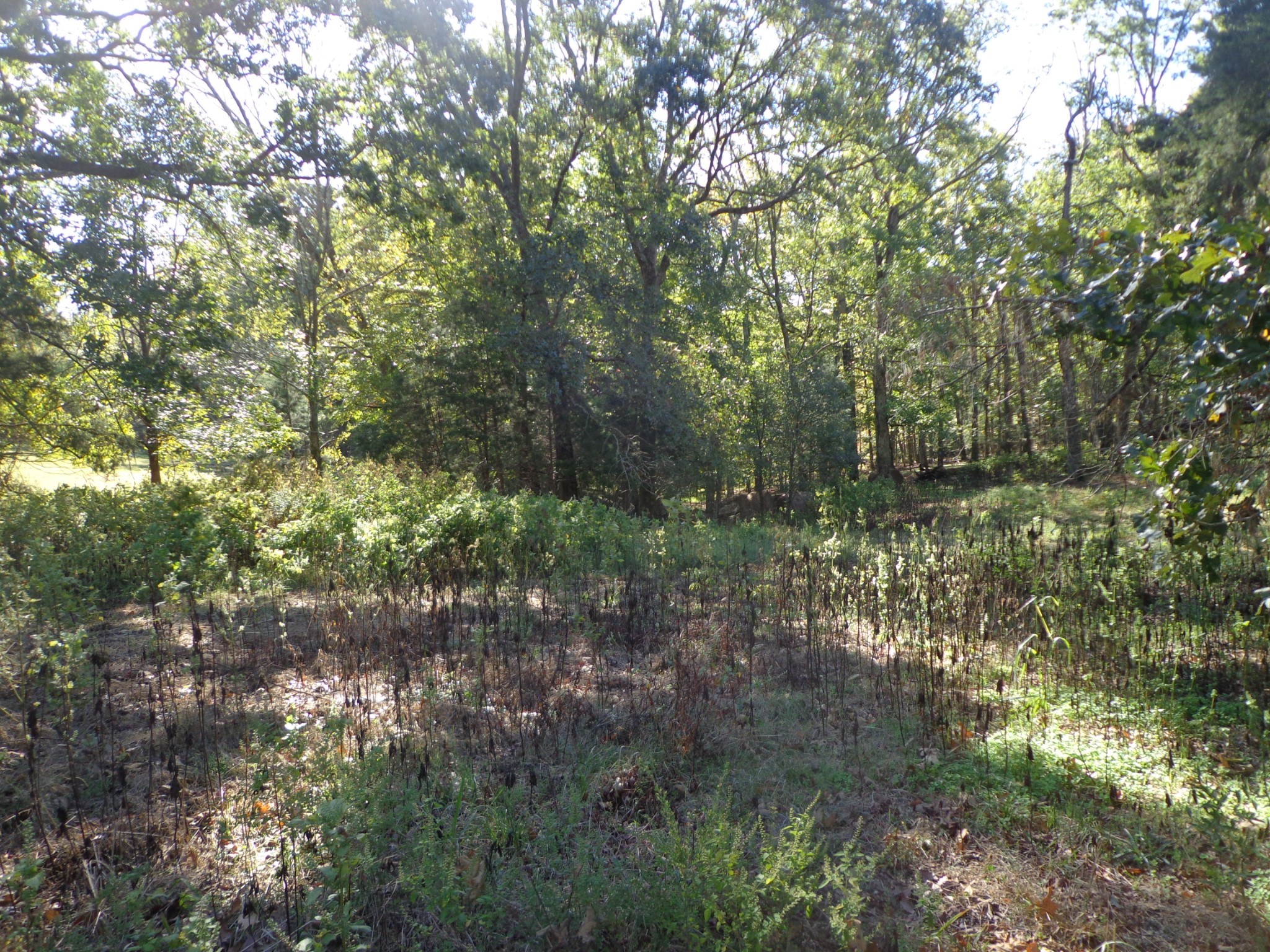 0 Halls Creek Road Property Photo 13