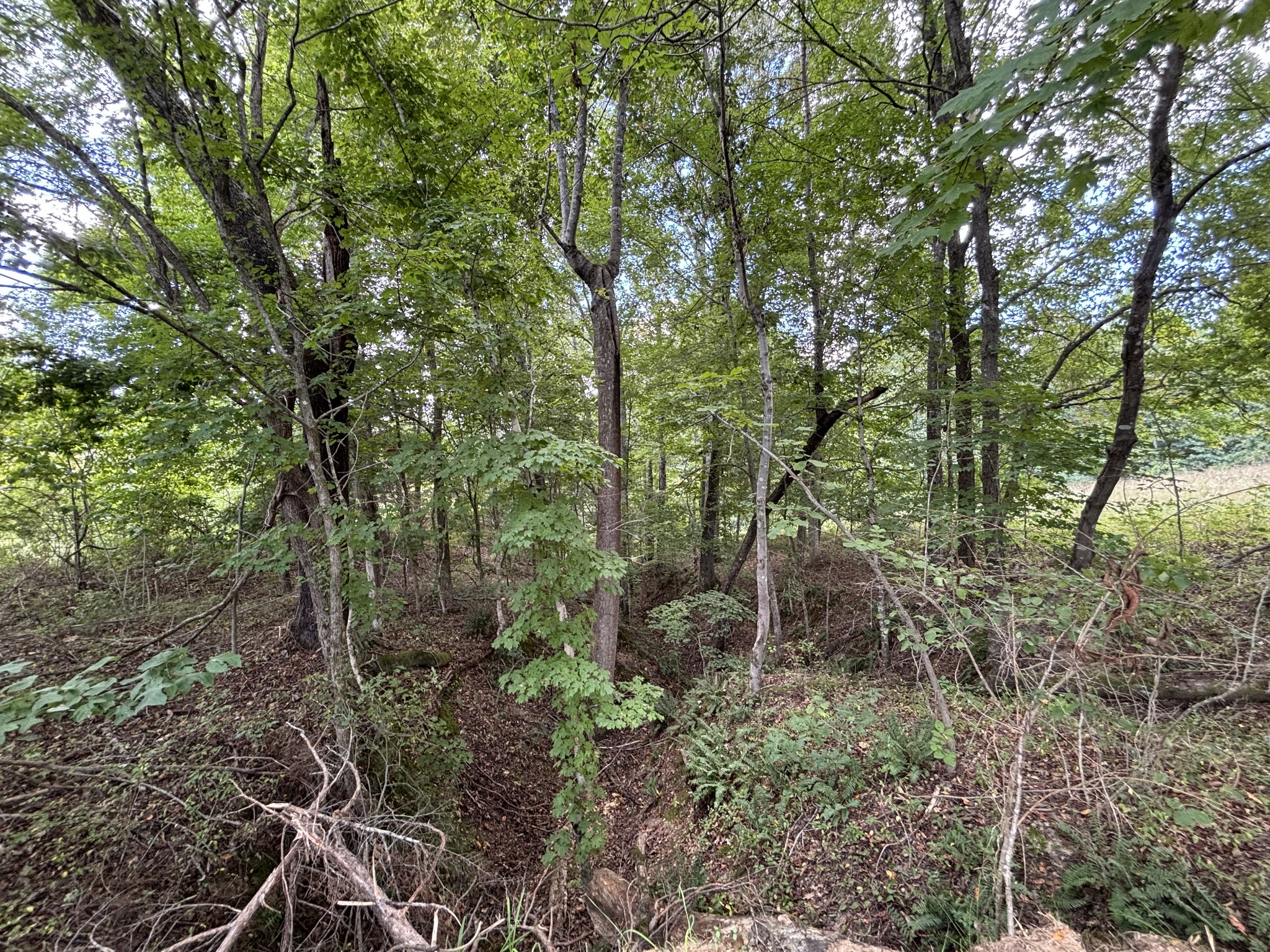 0 Highway 7 Lot 25 Property Photo 4