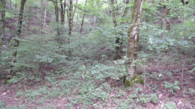 0 Old Hwy 53 S Property Photo 6