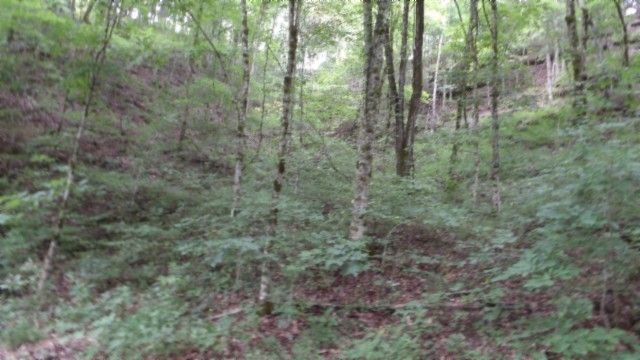 0 Old Hwy 53 S Property Photo 8