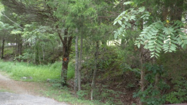 0 Old Hwy 53 S Property Photo 10