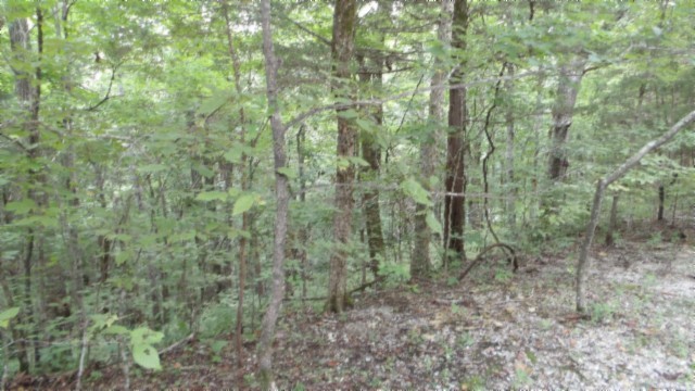 0 Old Hwy 53 S Property Photo 12