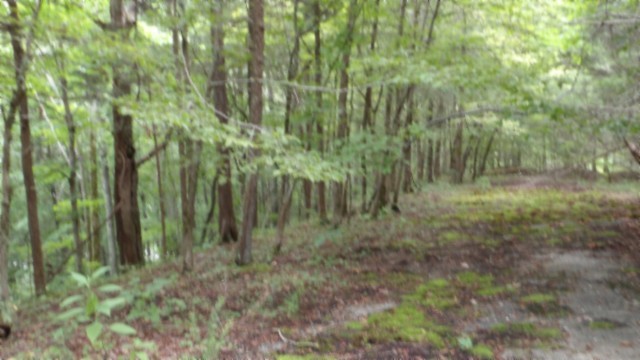 0 Old Hwy 53 S Property Photo 16