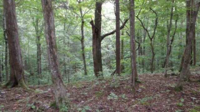 0 Old Hwy 53 S Property Photo 17