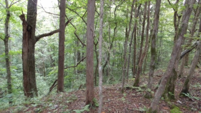 0 Old Hwy 53 S Property Photo 20