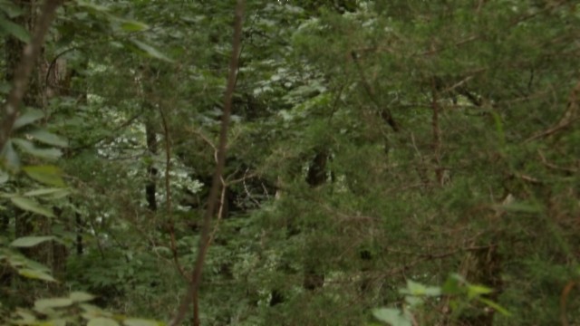 0 Old Hwy 53 S Property Photo 22