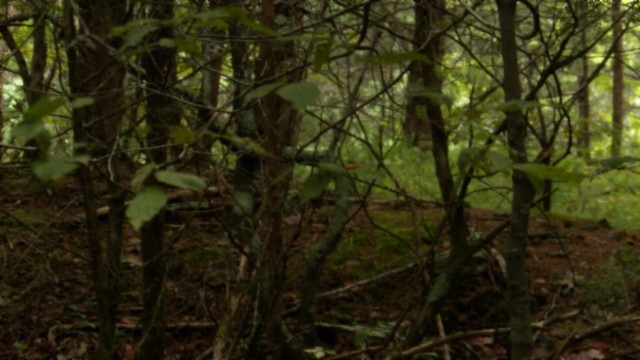 0 Old Hwy 53 S Property Photo 23