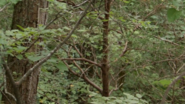 0 Old Hwy 53 S Property Photo 24