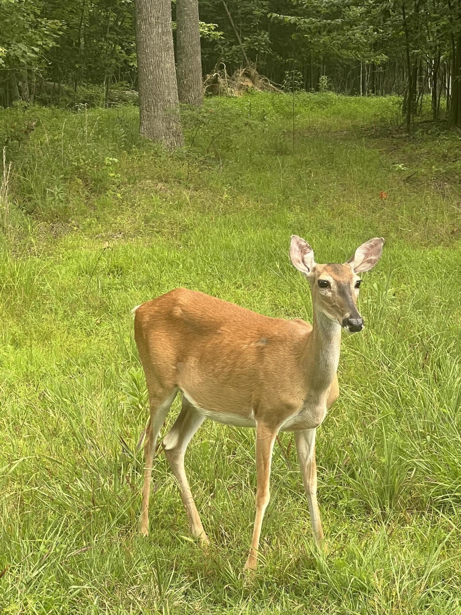 81 Crockett Loop Property Photo 8