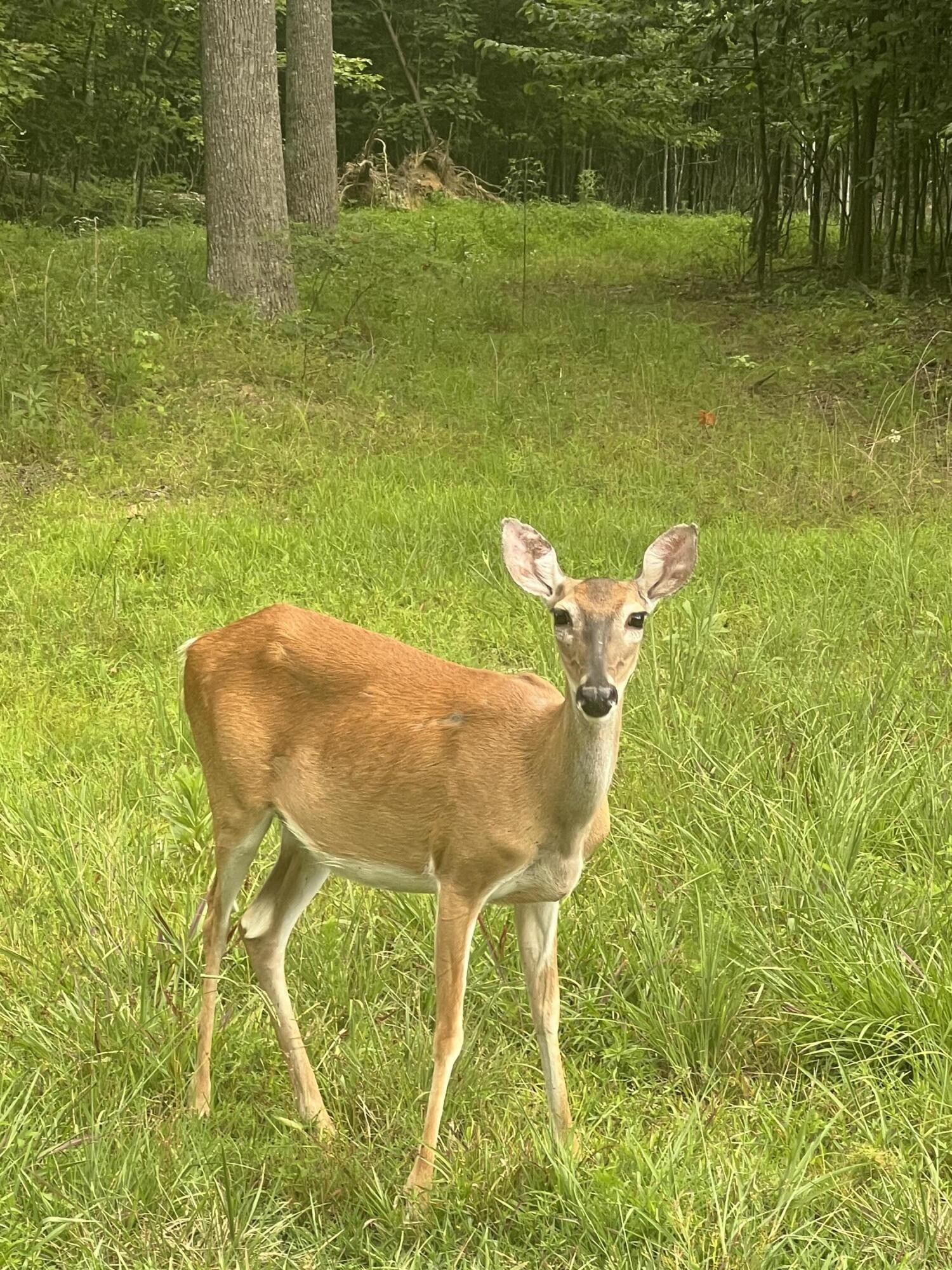 81 Crockett Loop Property Photo 9