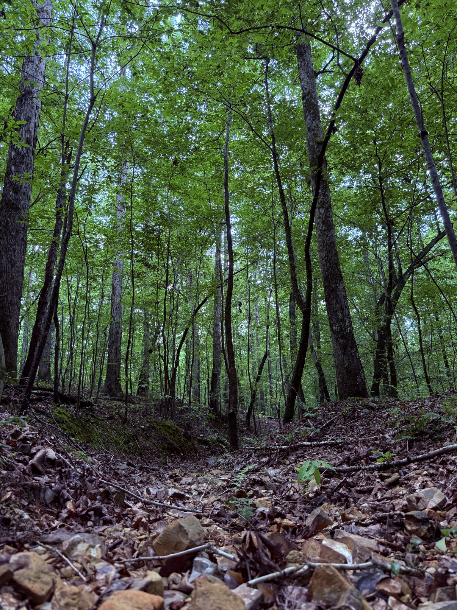 240 Miller Ridge Lane Property Photo 18