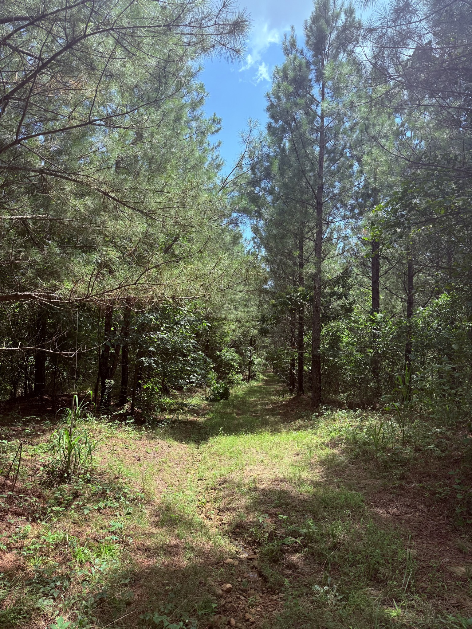 240 Miller Ridge Lane Property Photo 20