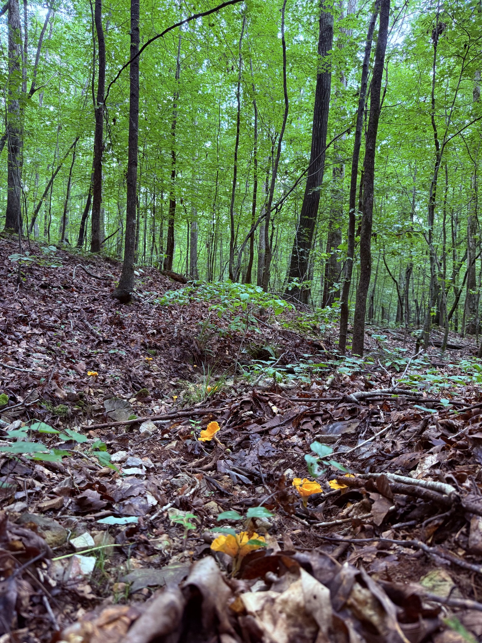 240 Miller Ridge Lane Property Photo 21