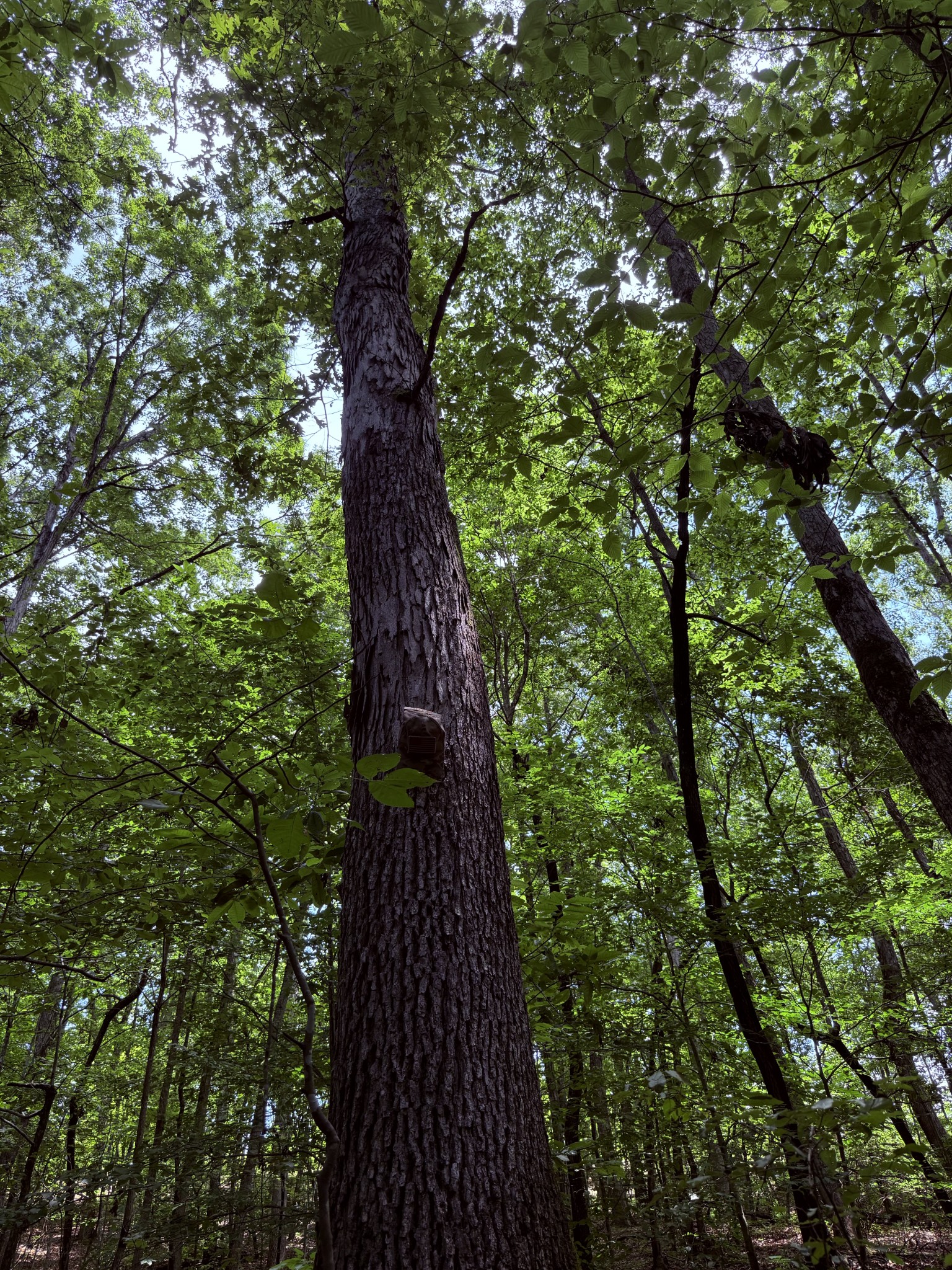 240 Miller Ridge Lane Property Photo 23