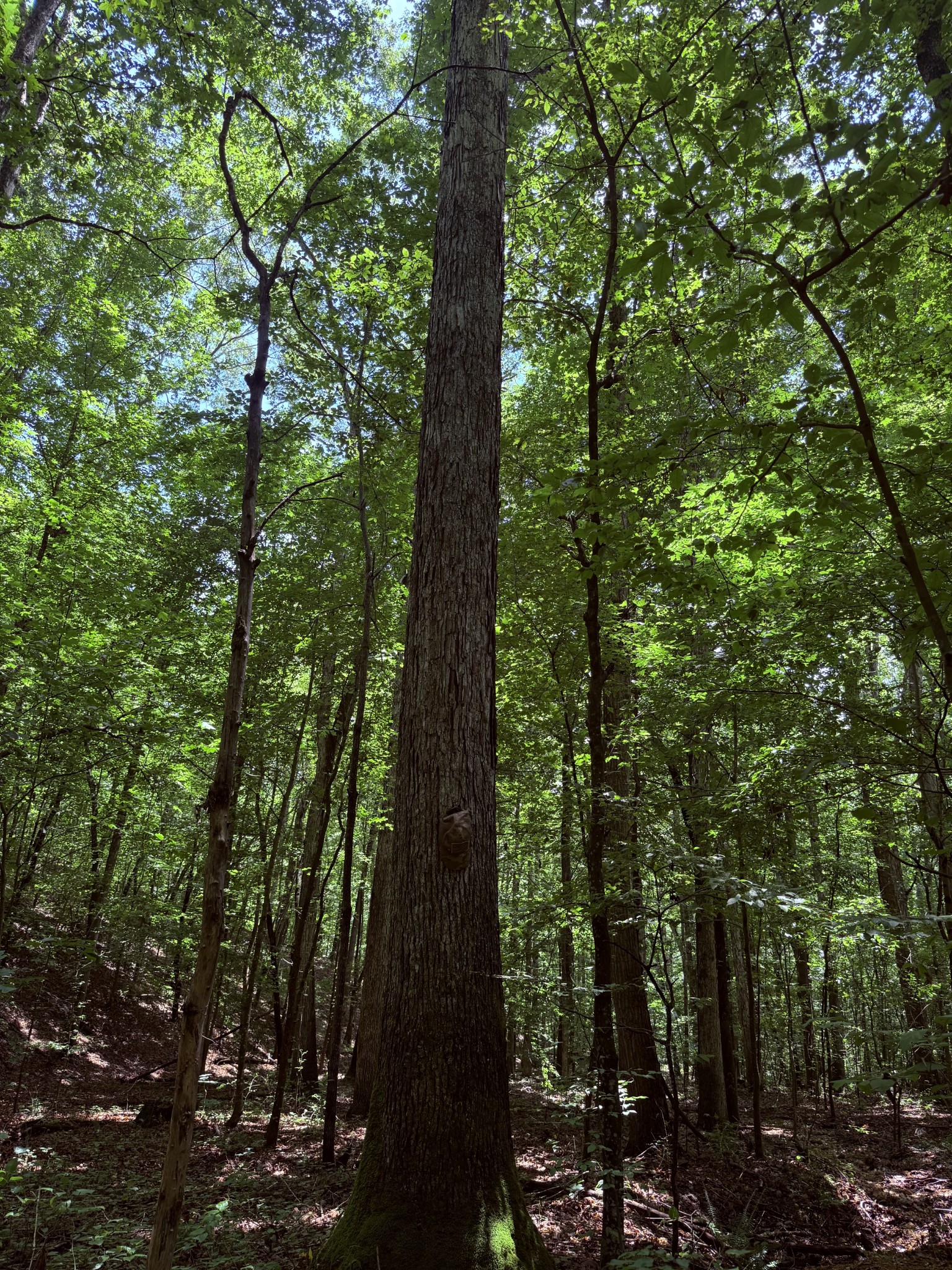 240 Miller Ridge Lane Property Photo 24