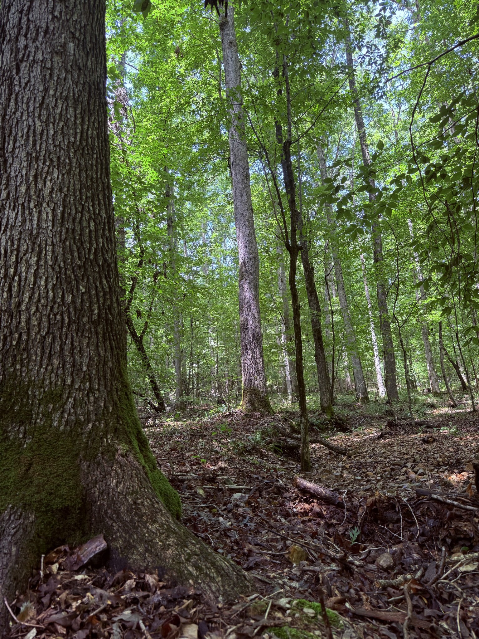 240 Miller Ridge Lane Property Photo 25