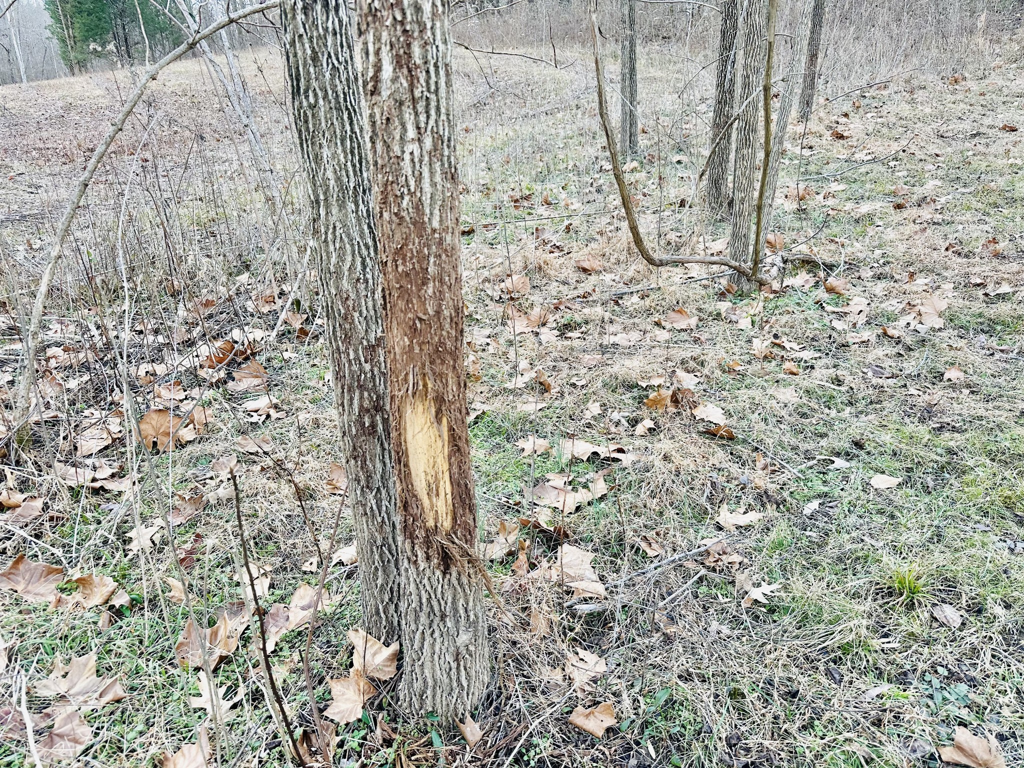 2100 Highway 13 Property Photo 33