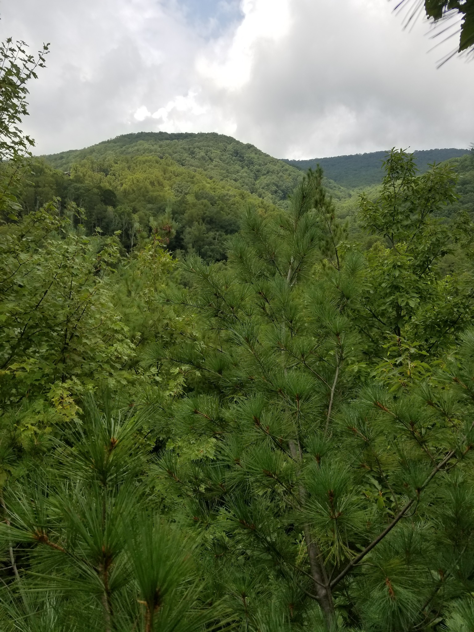 0 Fern Point Dr Property Photo 4