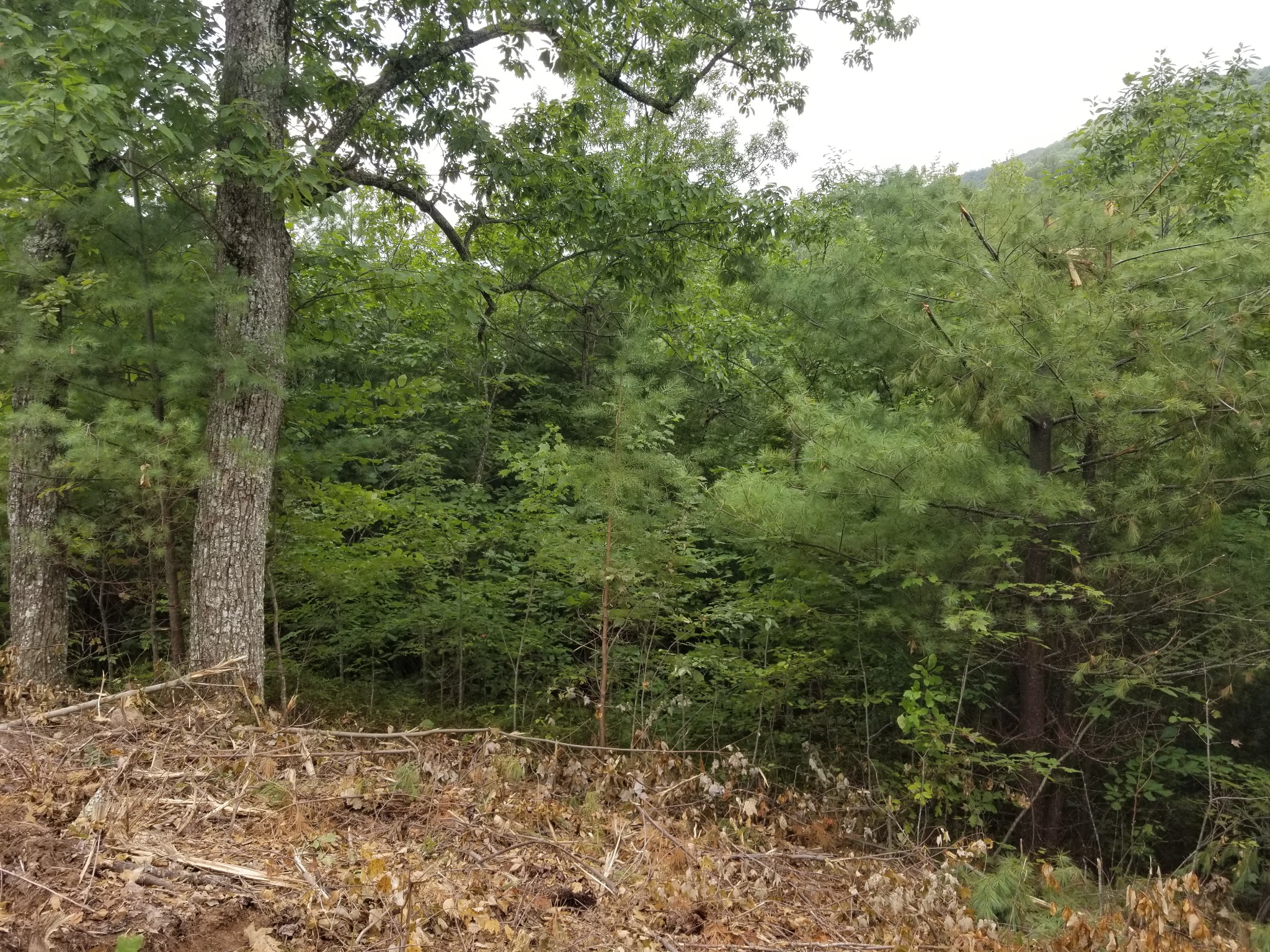 0 Fern Point Dr Property Photo 10