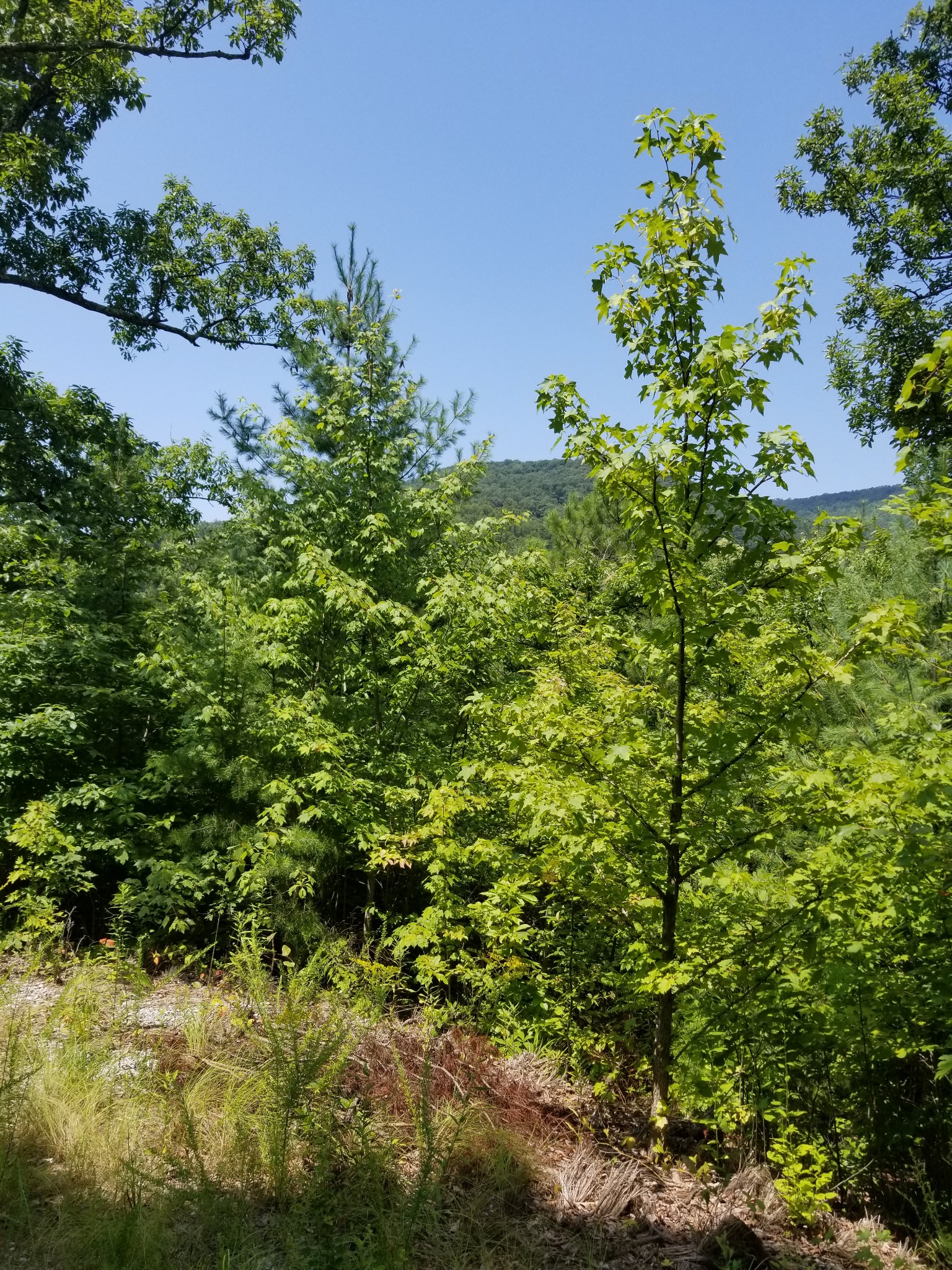 0 Fern Point Dr Property Photo 13