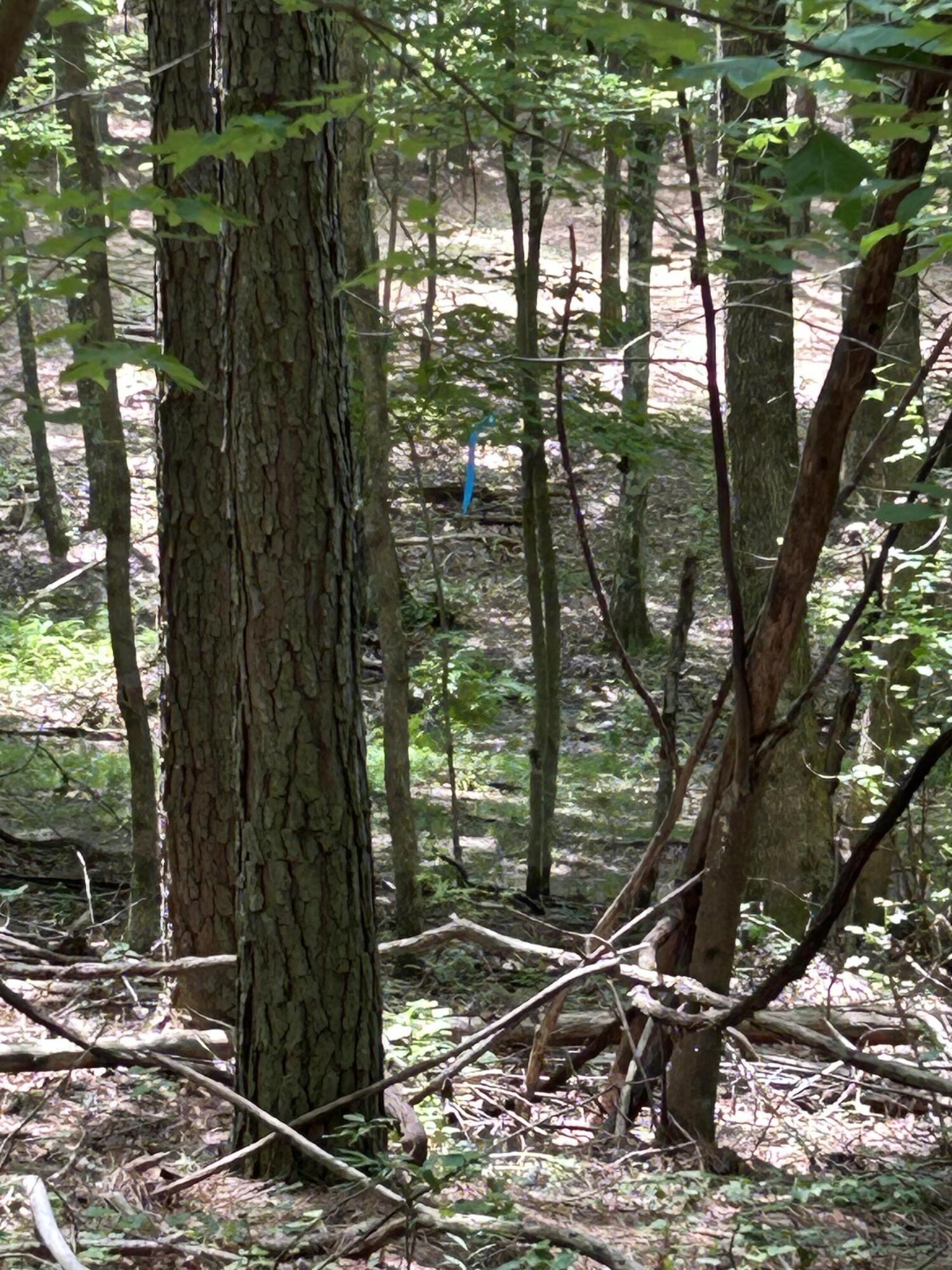 4560 Raulston Falls Road Property Photo 21