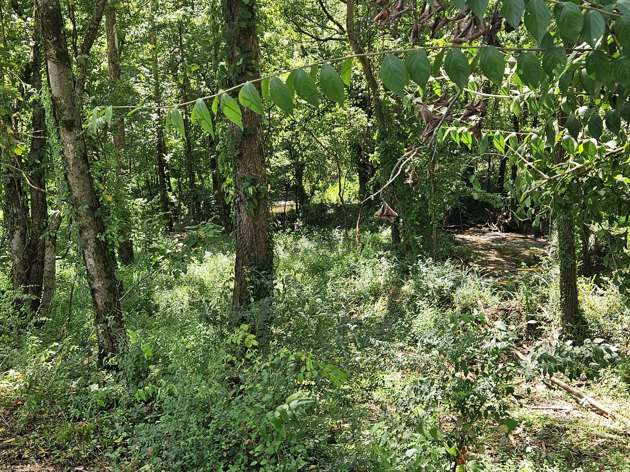 0 Sulpher Springs Rd Property Photo 6