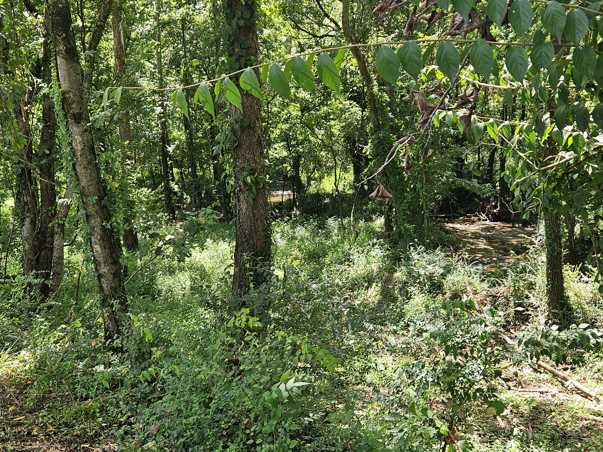 0 Sulpher Springs Rd Property Photo 6