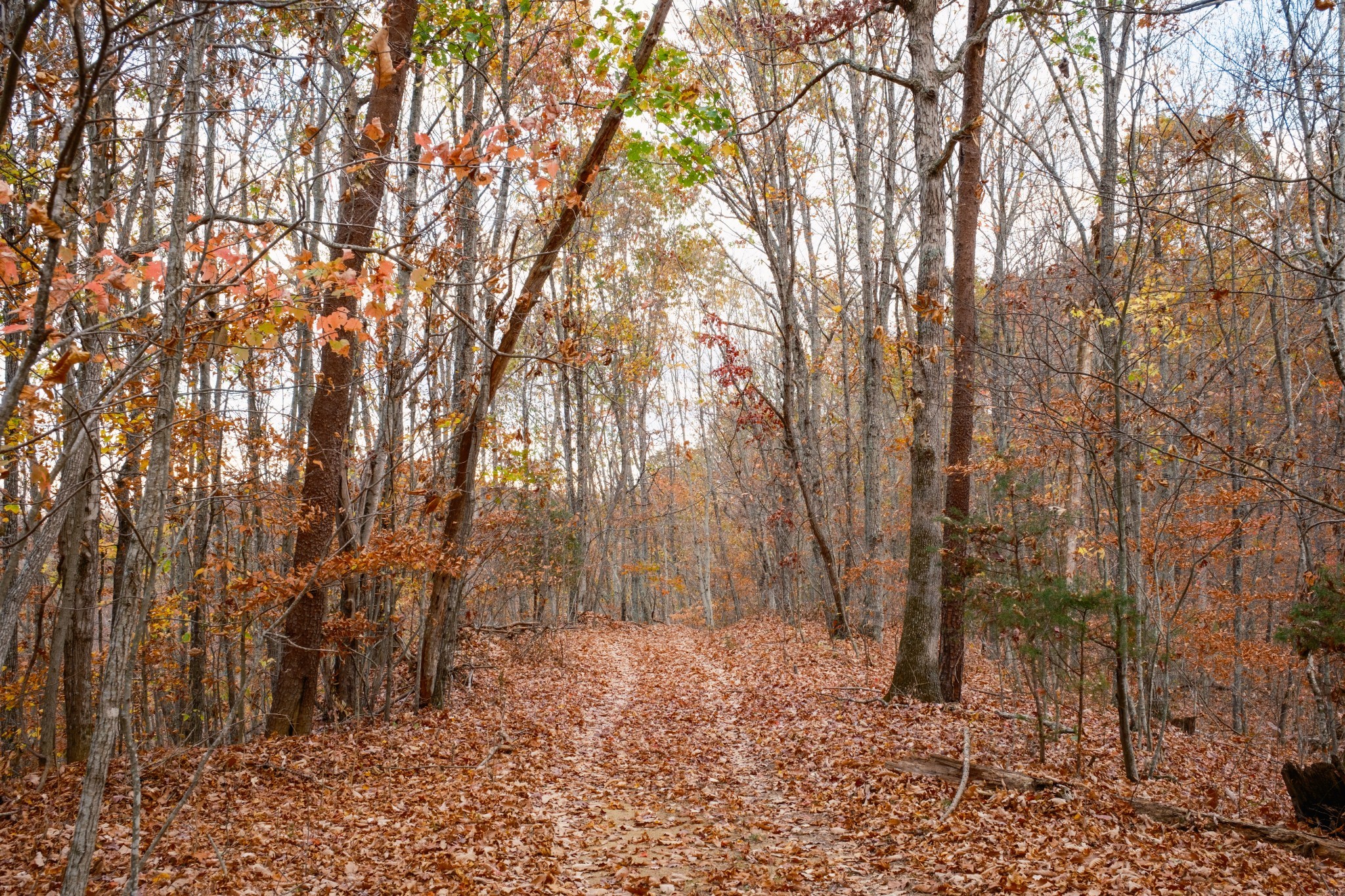 544 Ethel Beard Rd Property Photo 5