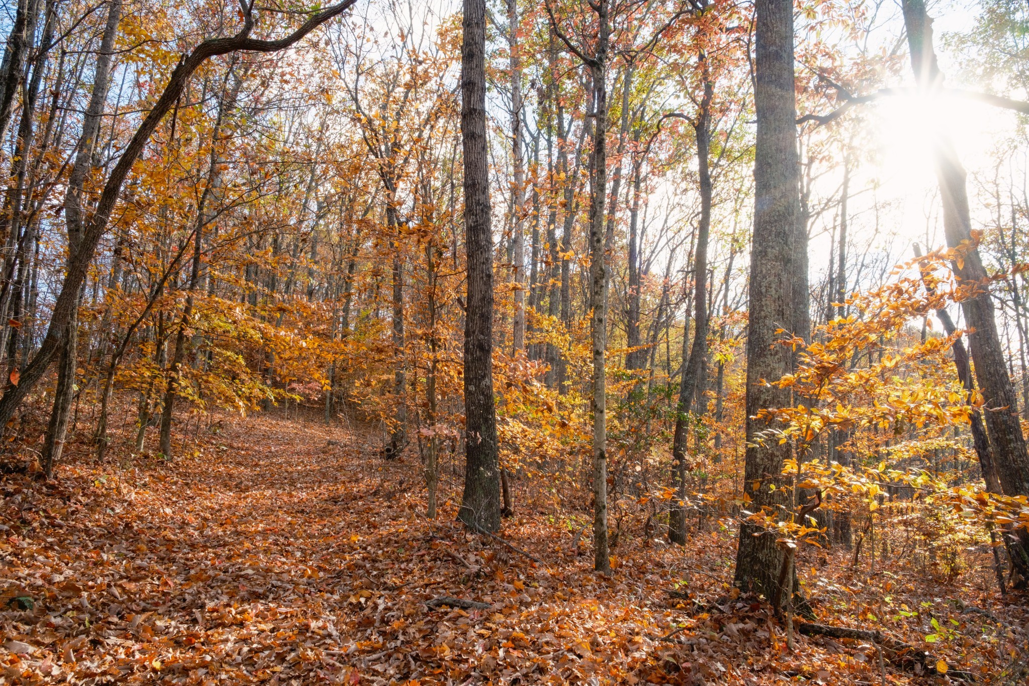544 Ethel Beard Rd Property Photo 6