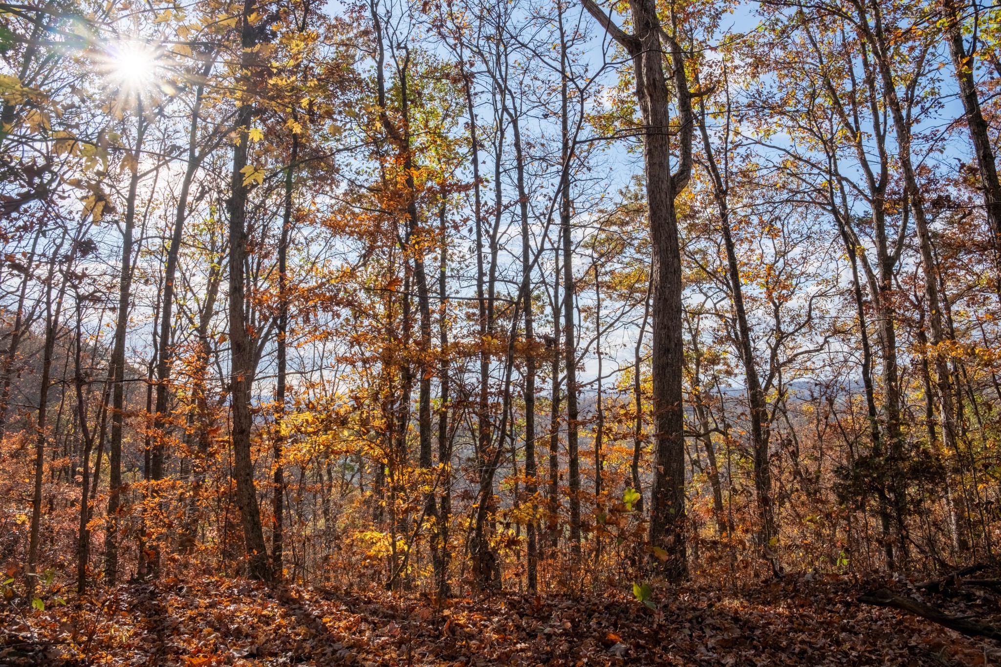 544 Ethel Beard Rd Property Photo 8