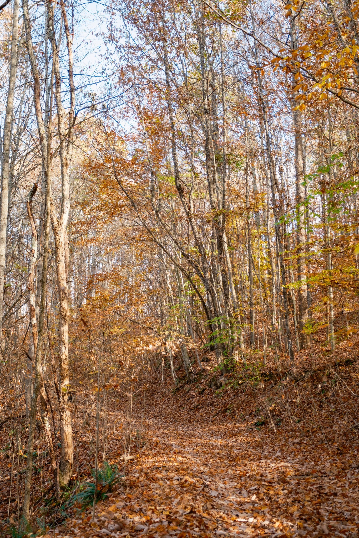 544 Ethel Beard Rd Property Photo 12