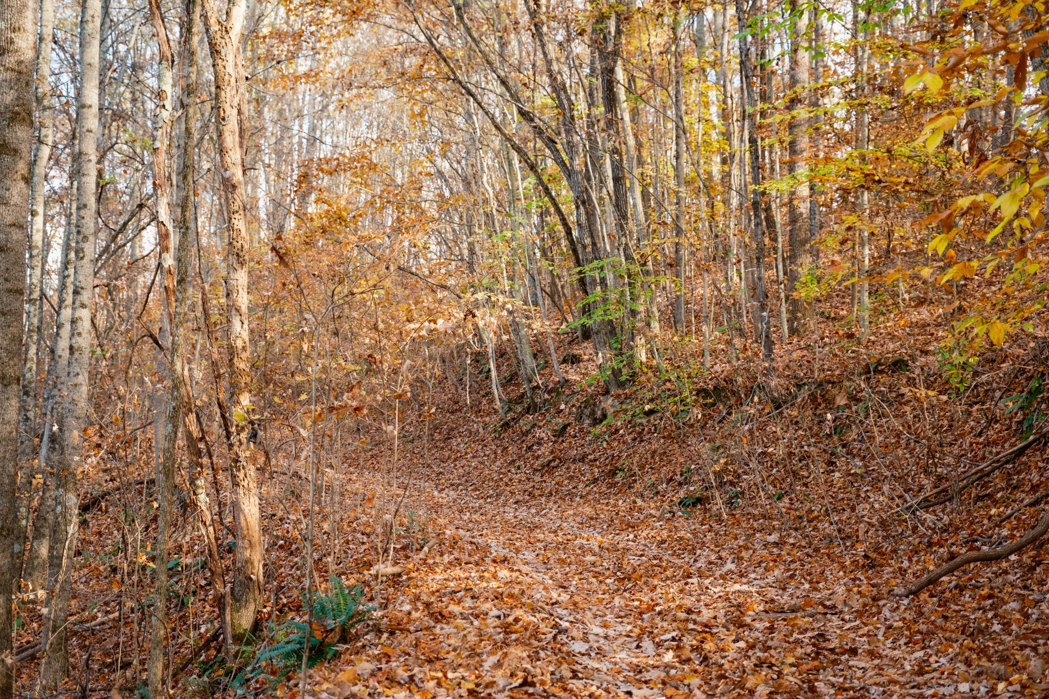 544 Ethel Beard Rd Property Photo 13