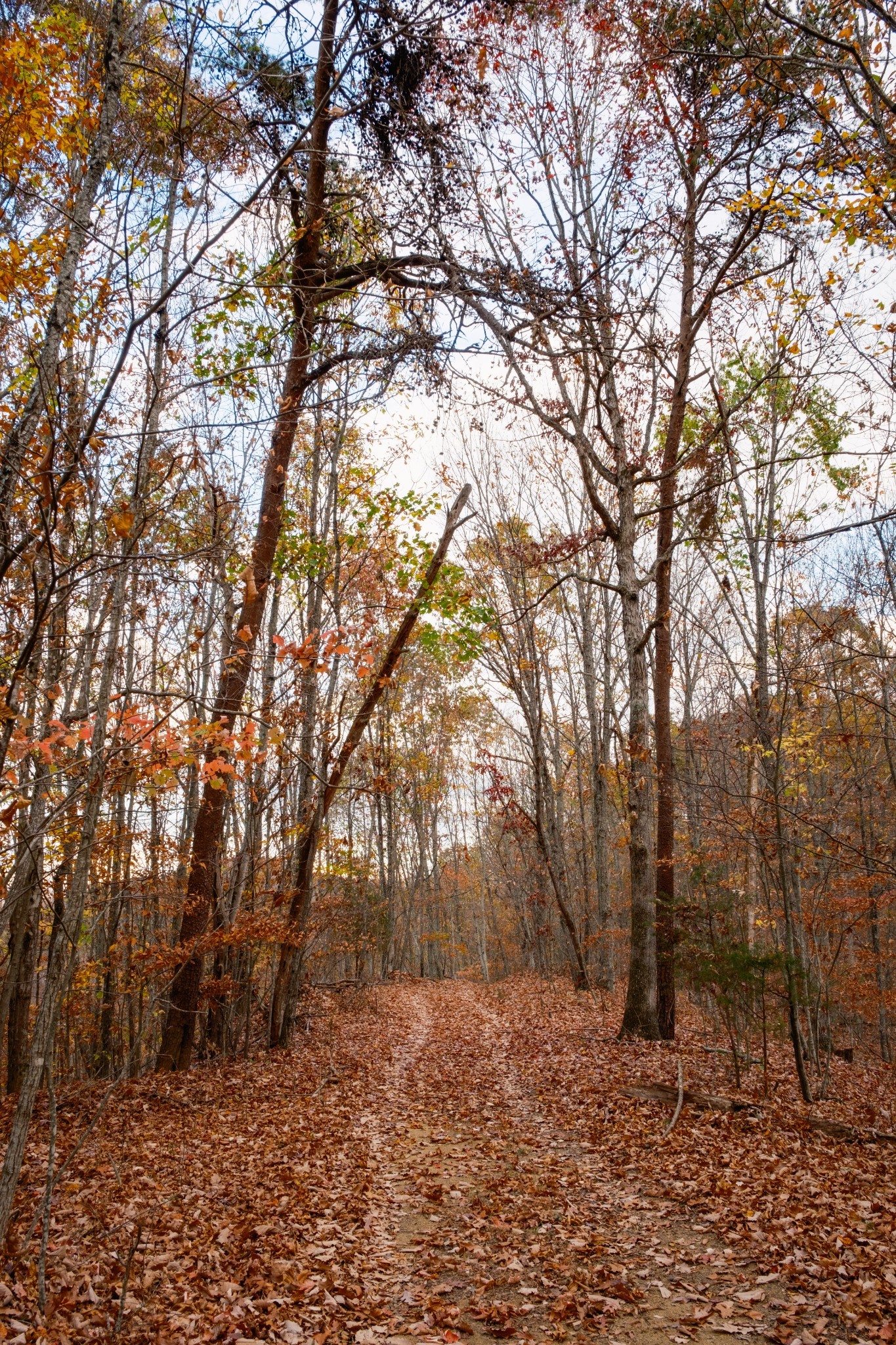 544 Ethel Beard Rd Property Photo 17