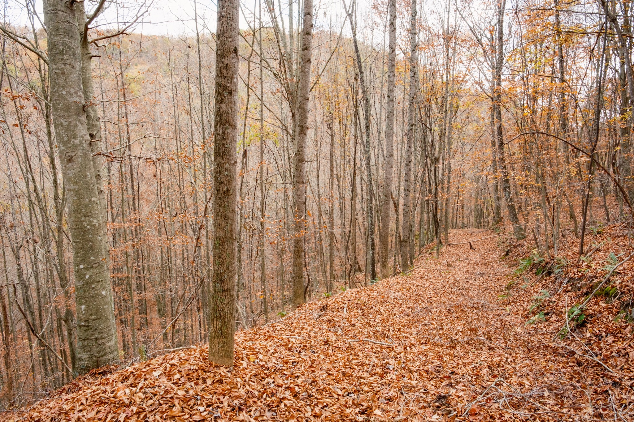 544 Ethel Beard Rd Property Photo 21