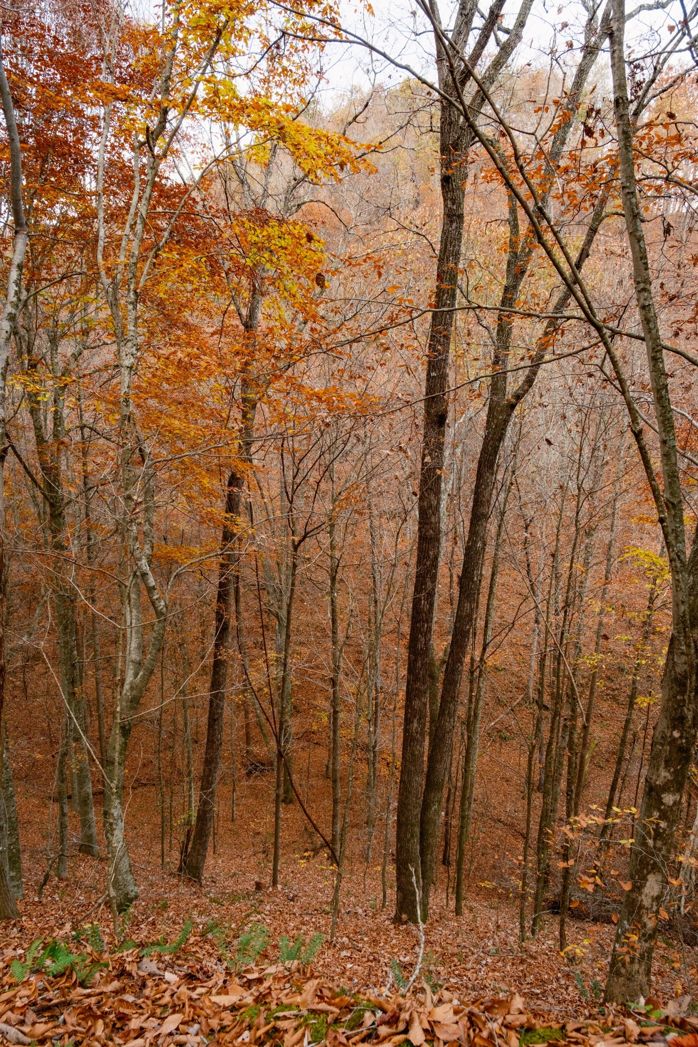 544 Ethel Beard Rd Property Photo 23