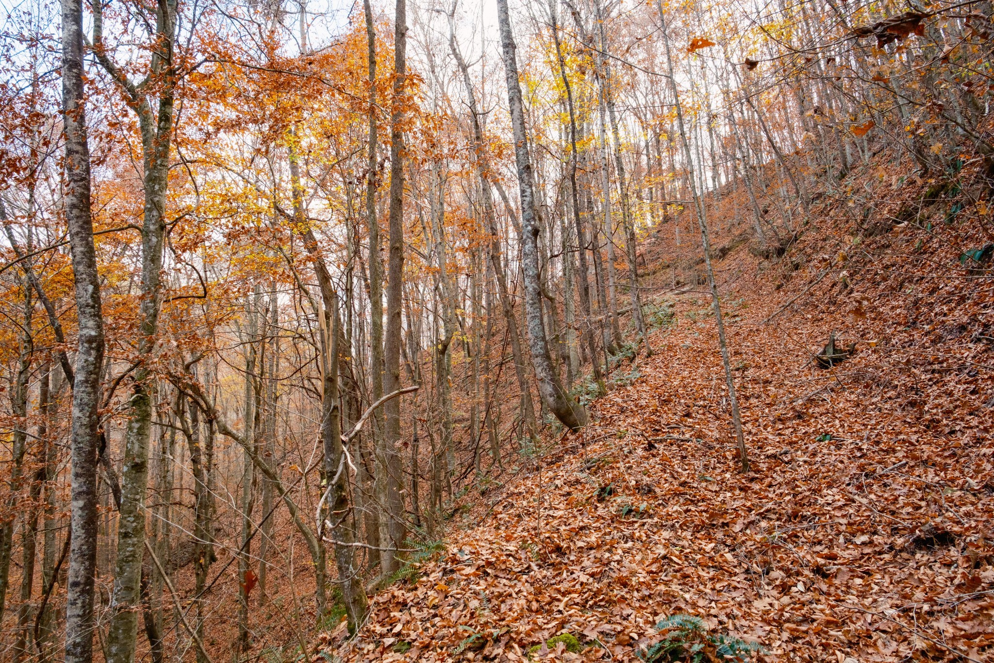 544 Ethel Beard Rd Property Photo 24