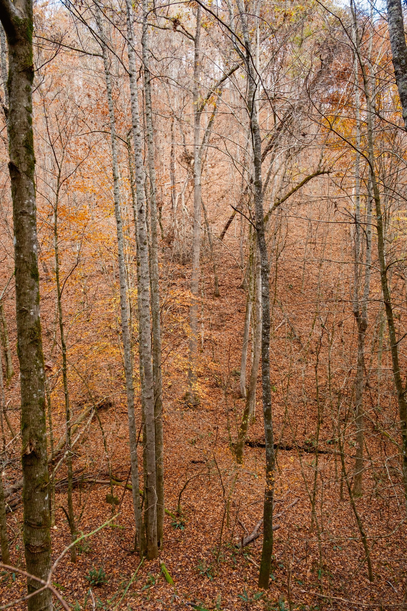 544 Ethel Beard Rd Property Photo 25