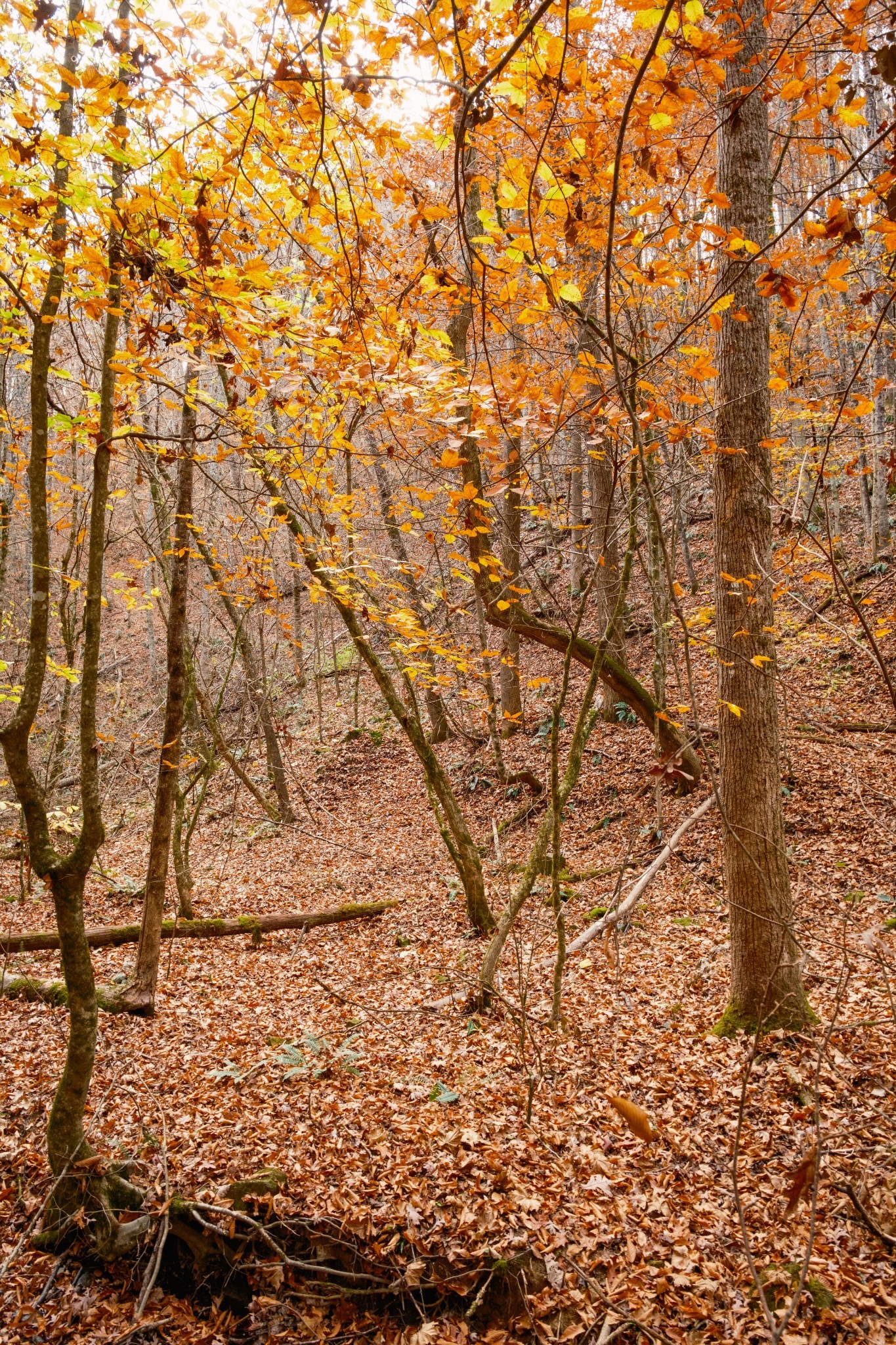 544 Ethel Beard Rd Property Photo 27