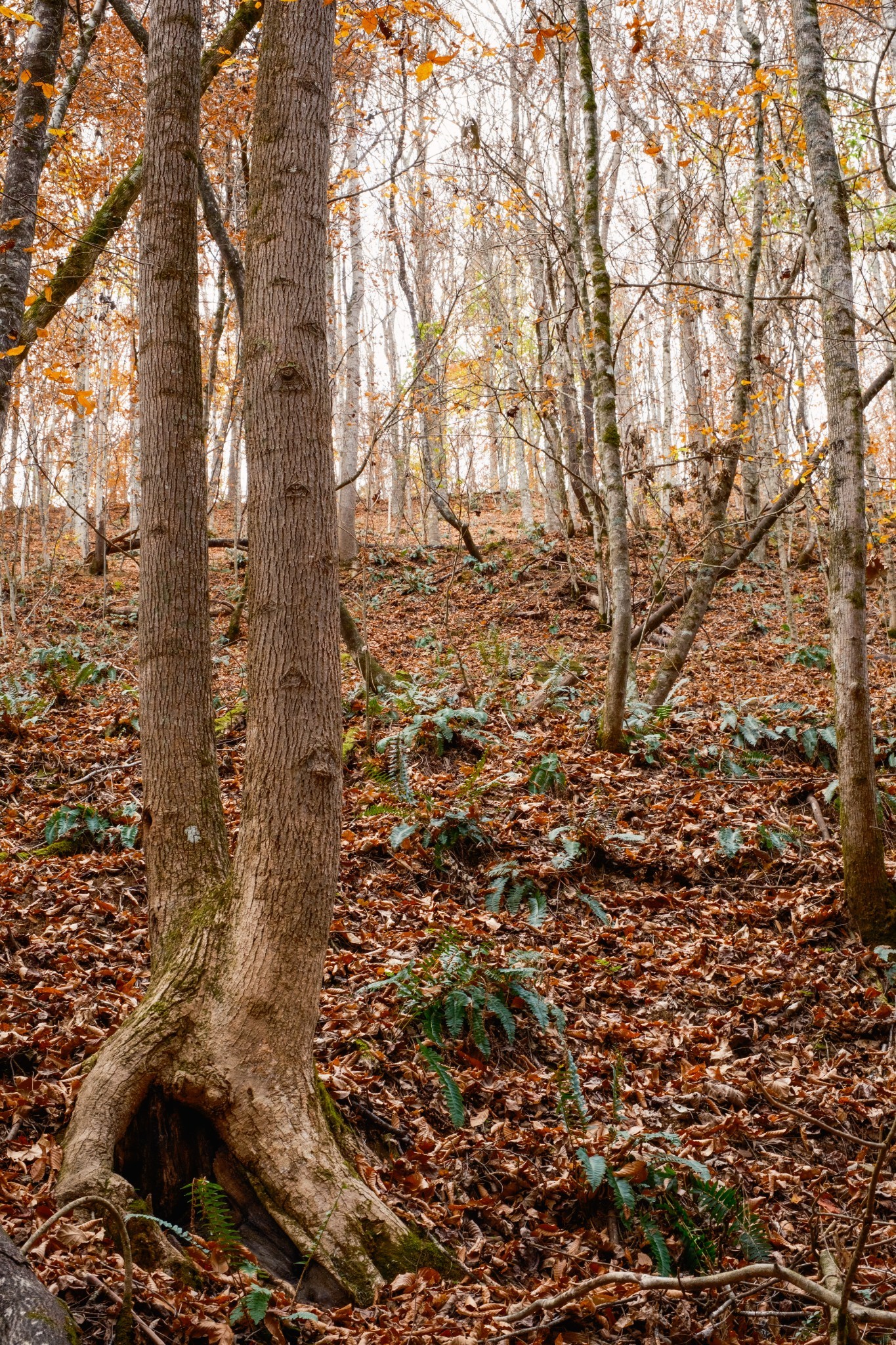 544 Ethel Beard Rd Property Photo 28